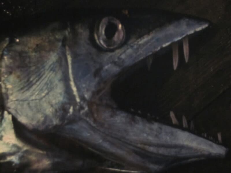 Кусающие рыбы